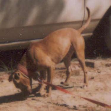 Moores Red Pit Bull.jpg